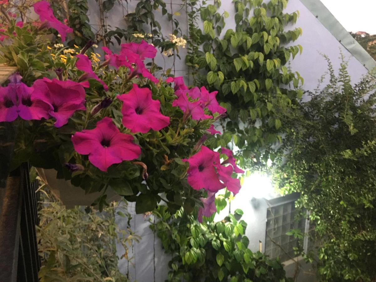Cherry Garden Homestay Хойан Экстерьер фото