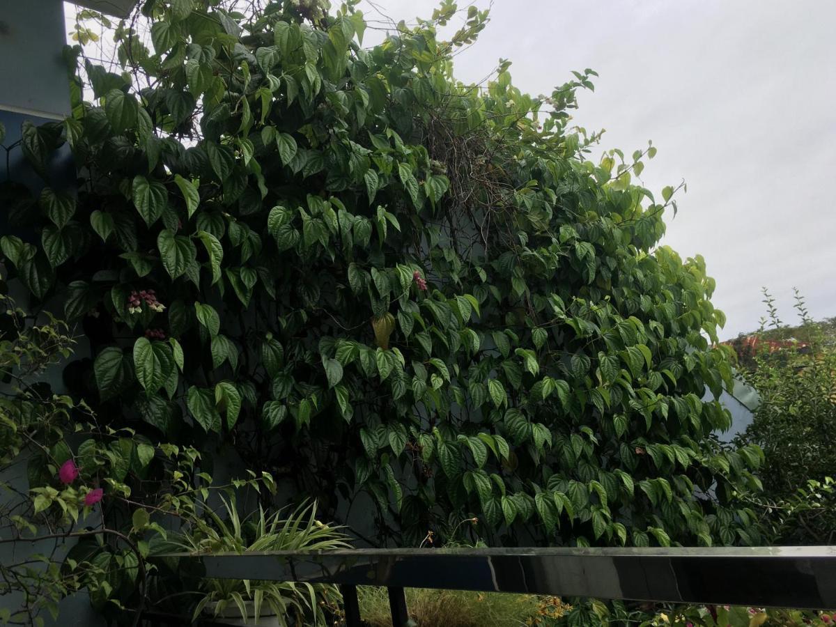Cherry Garden Homestay Хойан Экстерьер фото
