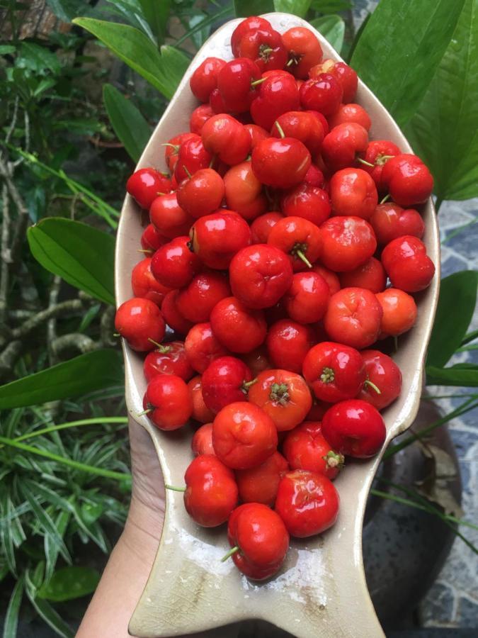 Cherry Garden Homestay Хойан Экстерьер фото